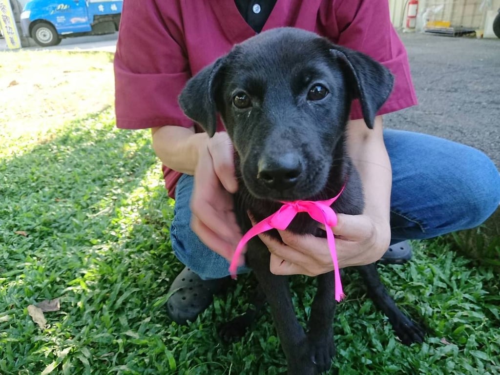 新北犬貓絕育補助延長至11/28　飼主替毛孩健康再加分