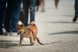 法國人愛渡假 暑掀寵物棄養潮