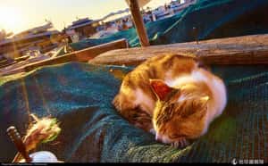 當心睡前喝酒 讓你數羊數到天亮！想睡？請避開這 10 大禁忌