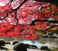 🍁 東京秋日限定！新宿御苑的楓葉美景，真的值得一去！