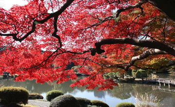 🍁 東京秋日限定！新宿御苑的楓葉美景，真的值得一去！