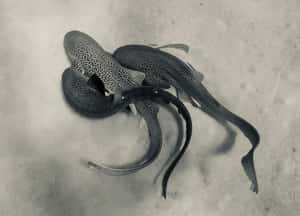 瀕危豹紋鯊被拍到「三人行」　人類首度目擊交配過程