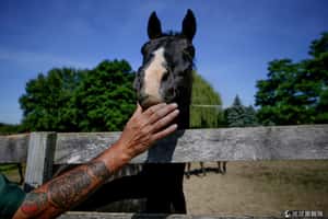 美國監獄牧場教犯人戰勝自己