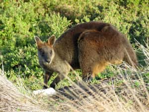 袋鼠過多，澳洲政府2017計畫將袋鼠減量