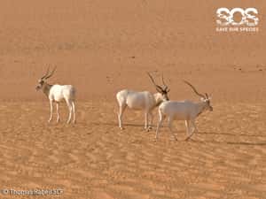 開採石油、盜獵 野生旋角羚剩3隻