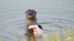 新加坡野生水獺   在都市中落腳生活