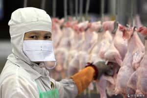 沒時間上廁所   美雞廠工人包尿布上班