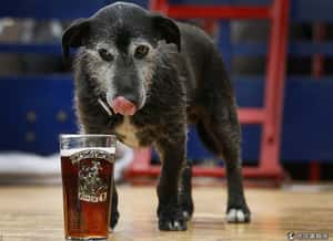 請勿模仿! 品酒評酒牠們在行