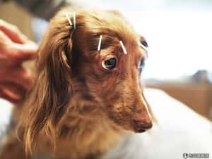 日本狗狗針灸去