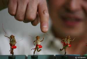 蟬也可以變玩具 中國迷你藝術「毛猴」