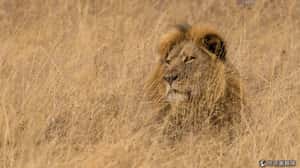 獵人全跑光害獅子變多   辛巴威保育區恐撲殺上百獅子被罵「自大」