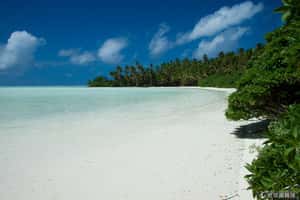 面積有55個台灣 美國將建全球最大海洋保護區