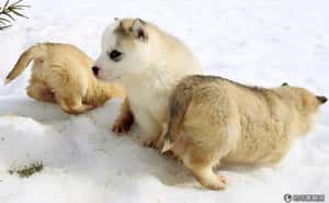 「狗語」說些什麼？你搞懂了沒