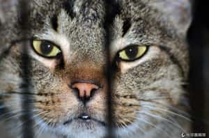 越南走私「肉用貓」 疑遭活埋