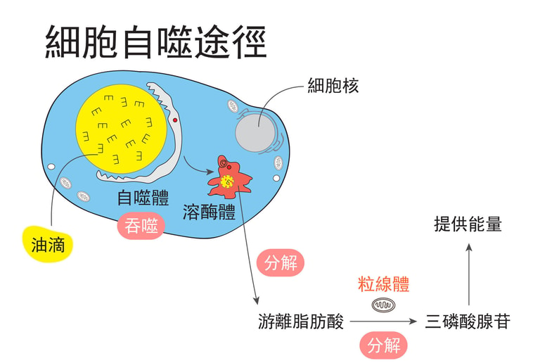 文章插圖