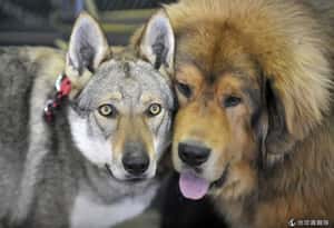 獅子狼群都變狗  中國動物遭調包