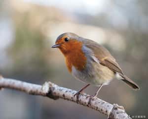 研究：3C電子讓飛鳥頭都暈了