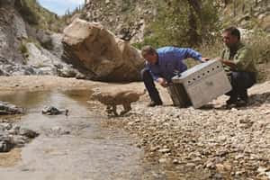 與獸為鄰 來自荒野的不速之客