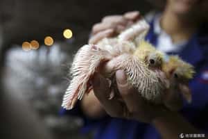 香港出現首例H7N9確診病例