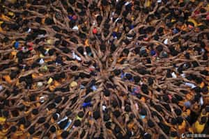 萬人疊羅漢 印度黑天聖誕節