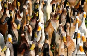 南非鴨子大軍，美酒的最佳守護者