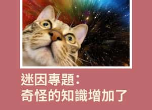 迷因專題