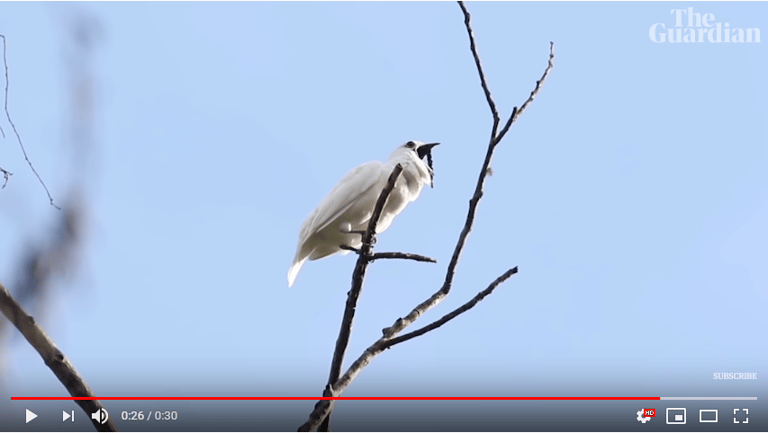 文章插圖