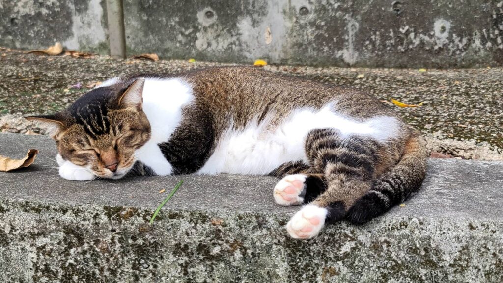 毛孩也能繼承遺產！寵物信託正夯　飼主生前為汪喵規劃幸福未來