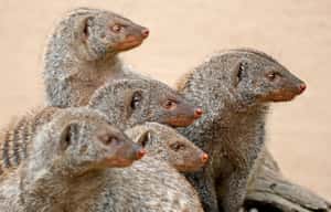 眾人開戰我尋歡 雌縞獴的追愛大作戰