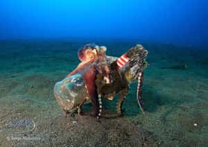 你的垃圾我的家 研究：章魚也拿垃圾當棲身之所