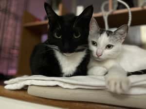 【國際新聞喵一下】奴才們聽清楚了，貓不只知道你的名字，也知道別隻貓的