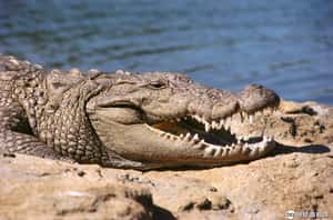 與鱷魚和平共處  印度村落沒在怕