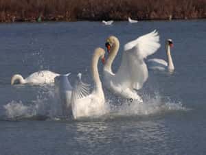 天鵝為何那麼兇？