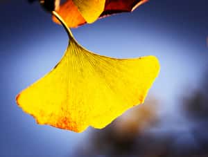 千年老樹  科學家解開銀杏長壽的秘密