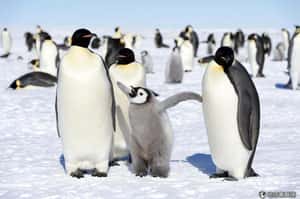 美研究：全球暖化恐造成1/6物種滅絕