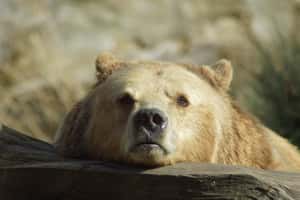 「熊熊睡不著」冬天太熱，俄羅斯棕熊無法冬眠