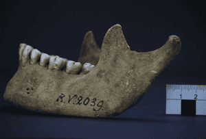 5,000年前神秘病逝 拉脫維亞出土人類鼠疫「第零號患者」