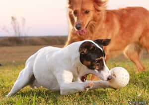 球球危機！ 寵物玩具闖大禍