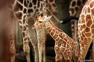 夏日新生命 動物園誕生可愛寶寶