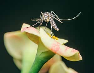 「防蚊是陣陣花香」科學家改造黴菌釋放香氣，引誘蚊子聞香送命