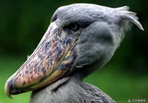 求生存 鯨頭鸛狠咬親兄弟