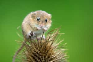 打擊deepfake有新招：老鼠