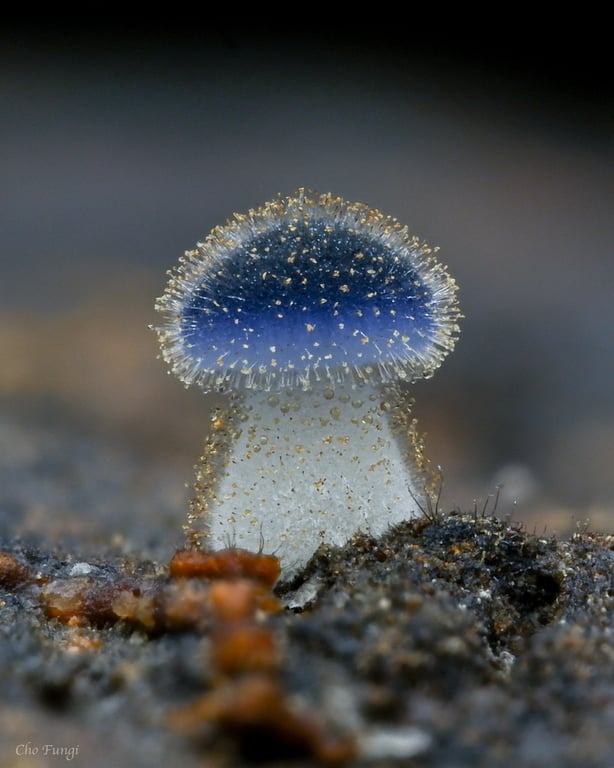 如藍色小精靈　台灣「近藍蓋小菇」獲選 iNaturalist 每日觀察