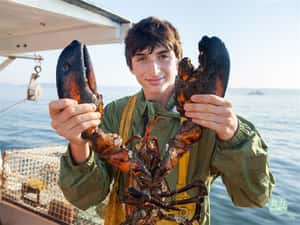 就怕吃不到波士頓龍蝦  美國龍蝦重鎮「緬因州」如何嚴格管控捕撈、確保永續？