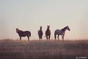 野性的呼喚   加拿大攝影師捕捉野馬英姿