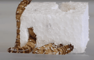 垃圾危機新救星？澳洲科學家從「超級麥皮蟲」找到分解塑膠的方法