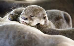 當新加坡水獺吃掉紅龍，牠是寵兒還是害獸？