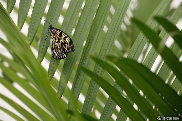 文章插圖