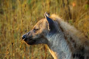 安能辨我是雄雌  雌斑鬣狗的「類陰莖」