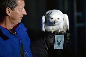 太瘋《哈利波特》  東南亞貓頭鷹遭殃